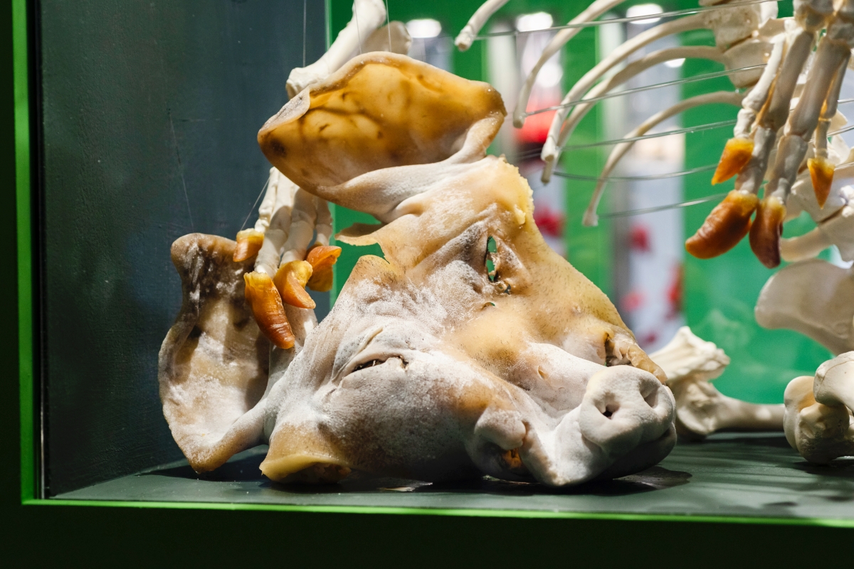 北美館《臺北美術獎》開展!作品多元呈現,從台灣記憶到AI數位藝術,反應台灣當代藝術的柔軟性