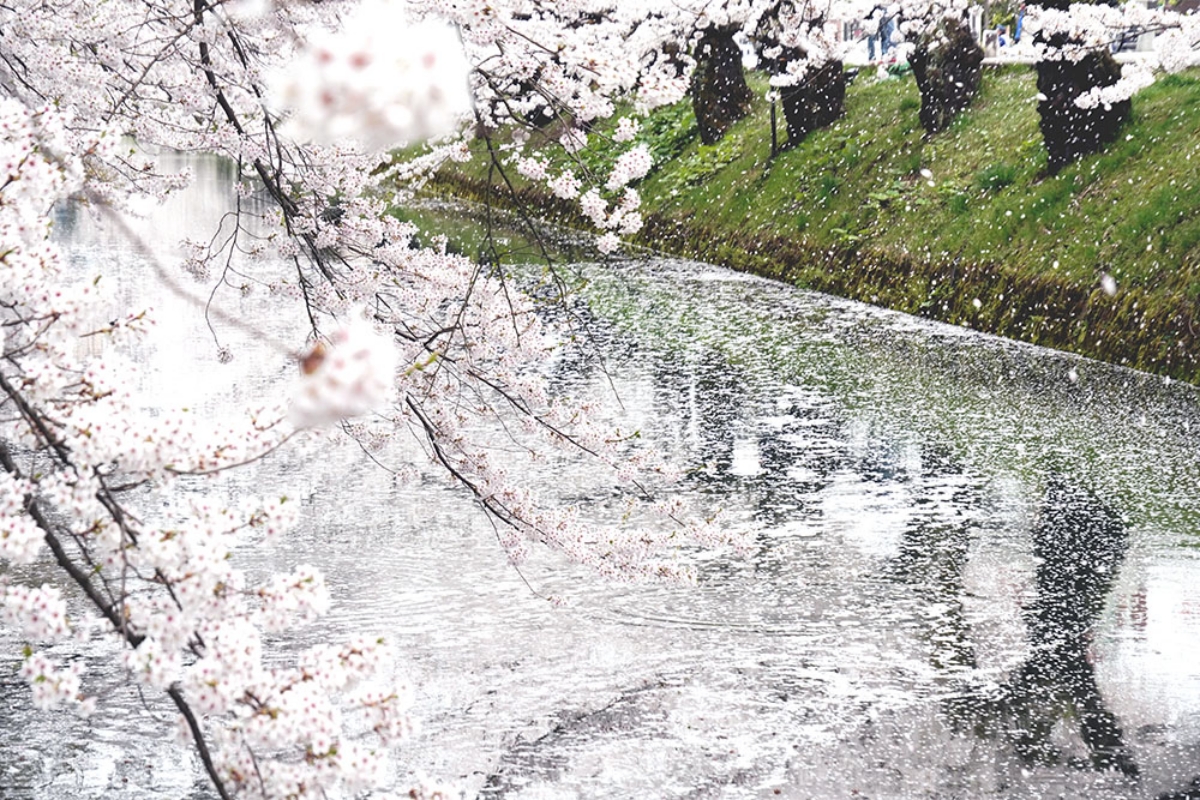 賞櫻就要去日本！「北上展勝地」、「弘前公園」「角館」三大賞櫻勝地盤點