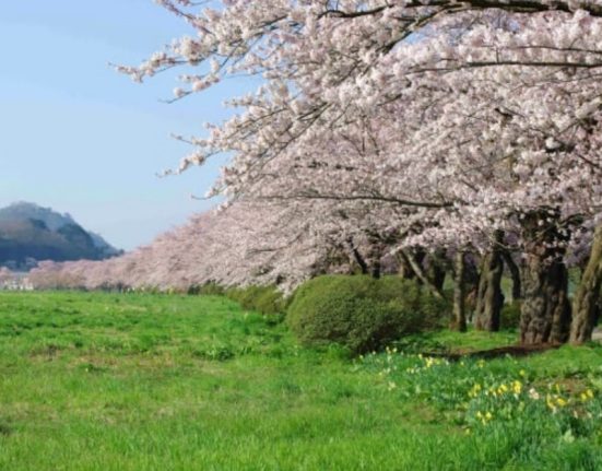 賞櫻就要去日本！「北上展勝地」、「弘前公園」「角館」三大賞櫻勝地盤點