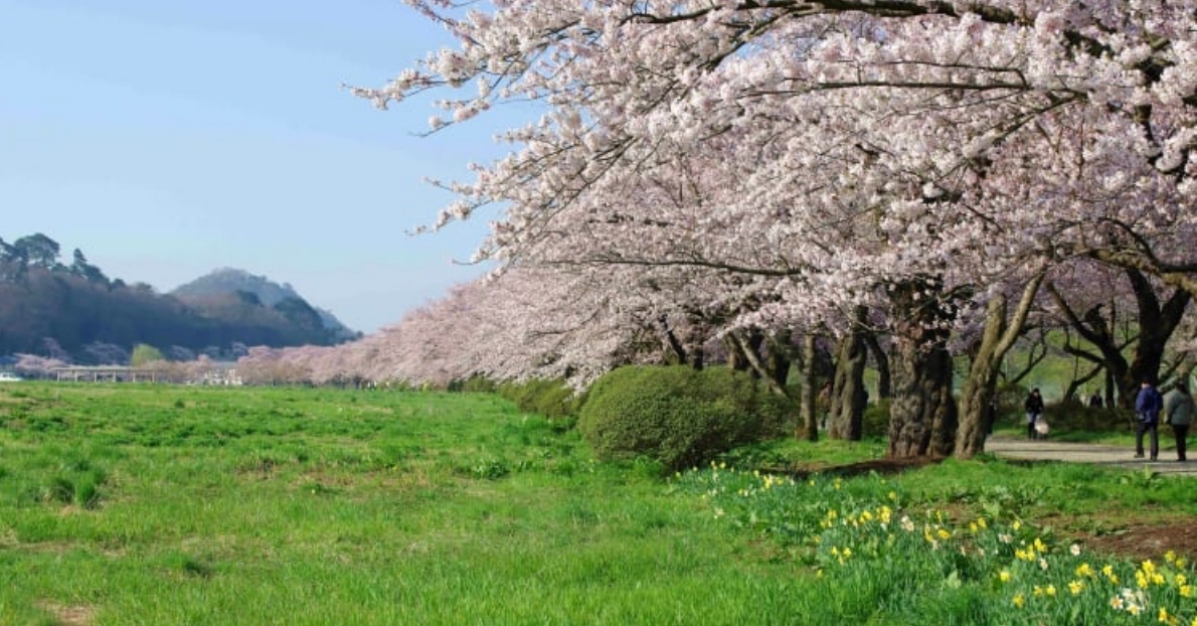賞櫻就要去日本！「北上展勝地」、「弘前公園」「角館」三大賞櫻勝地盤點