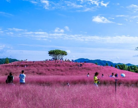 去韓國別只是首爾或釜山！慶尚南道的巨濟島、鎮海櫻花節也很好玩，4/12觀光推廣活動探詳情