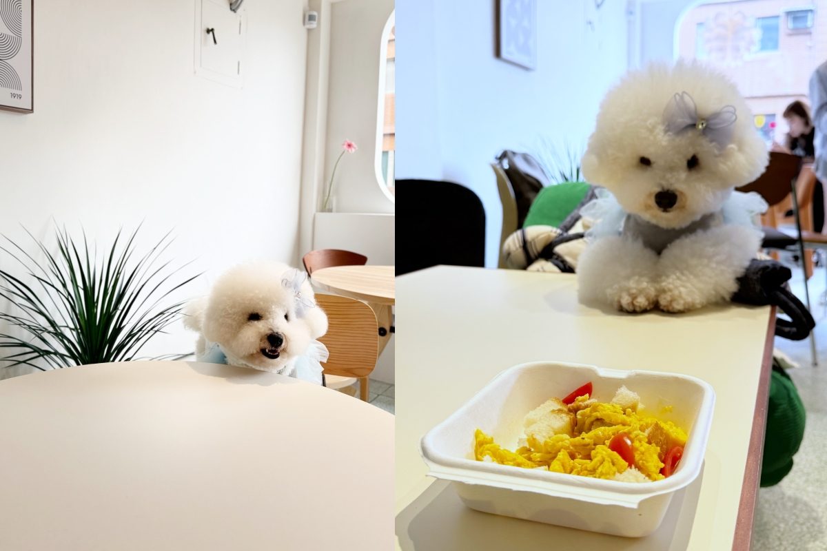 信義區排隊人氣咖啡廳「LOST and Found」前進西門開二店！寵物友善之餘，特色餐點、特色店裝一覽