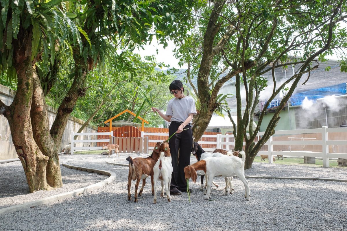 石碇最新暑期親子旅遊地！「萌萌森林物語」與羊駝、水豚、栗翅鷹近距離接觸