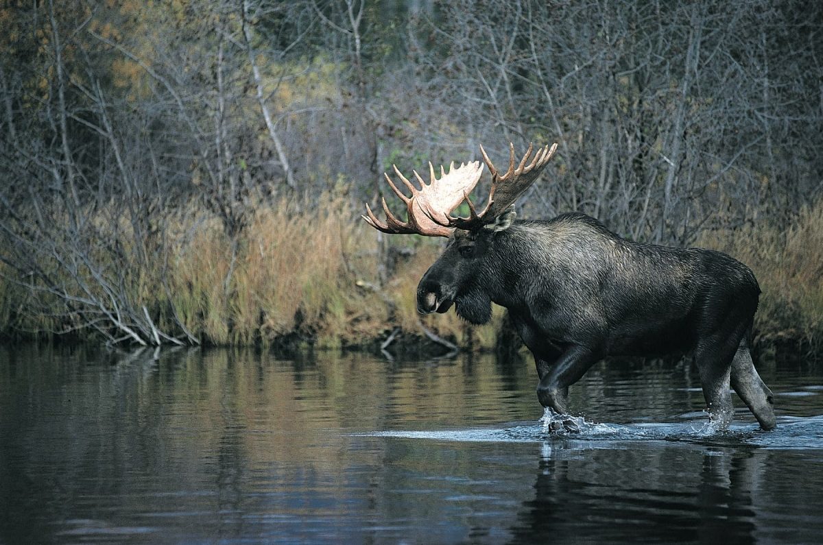 華航攜手加拿大育空北方航空，即日起推全新聯乘航班：一票到底、暢遊加拿大西岸與北境