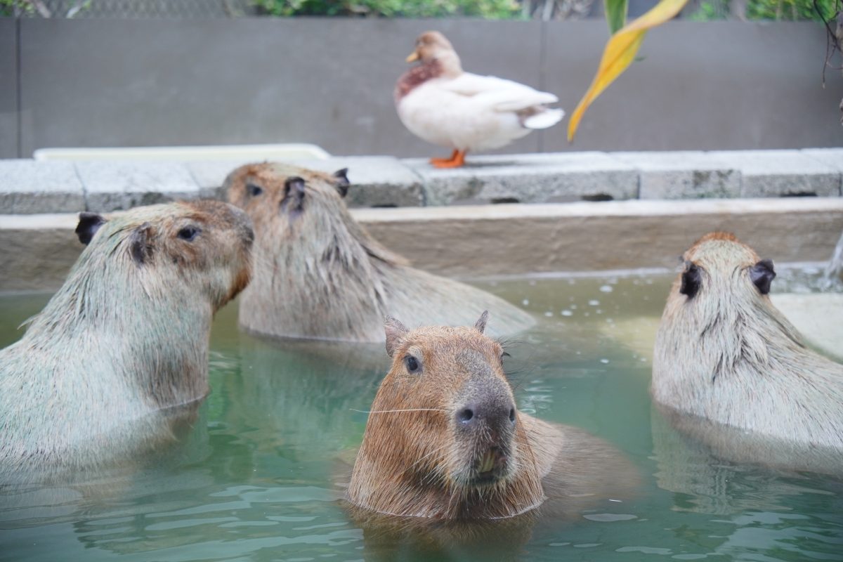 卡比胖拉出沒台南安平漁人碼頭！12公尺高充氣玩偶、50隻紙雕水豚萌翻府城，水豚主題甜點店也別錯過