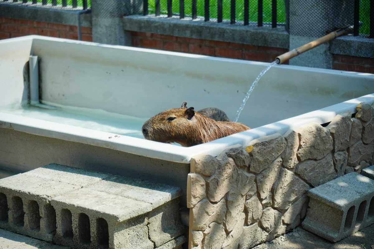 卡比胖拉出沒台南安平漁人碼頭！12公尺高充氣玩偶、50隻紙雕水豚萌翻府城，水豚主題甜點店也別錯過