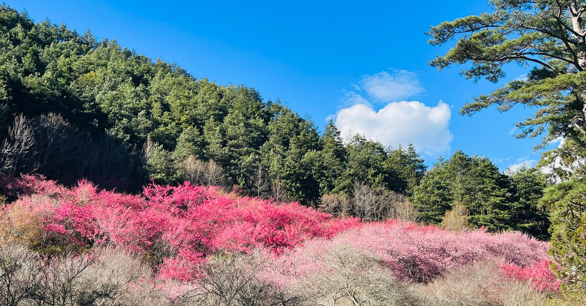 武陵櫻花季2/13開跑！管制時間、訂房開放時程整理