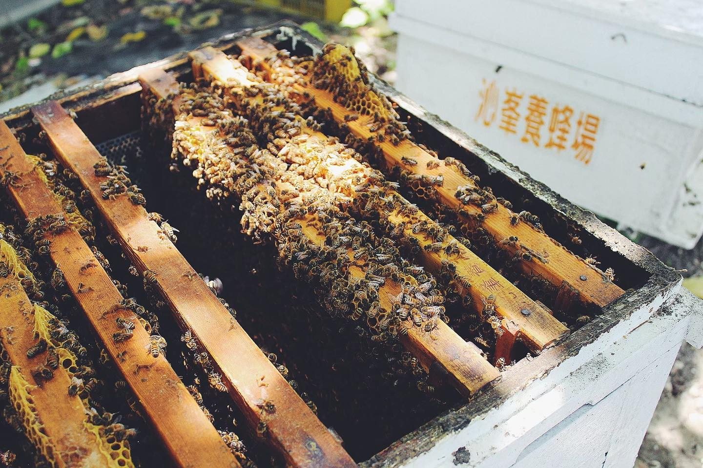 蜂蜜加辣會怎樣？沁峯養蜂場聯手蜷尾家、BAR MOOD等19家餐廳推「安食辣蜂蜜」聯名料理