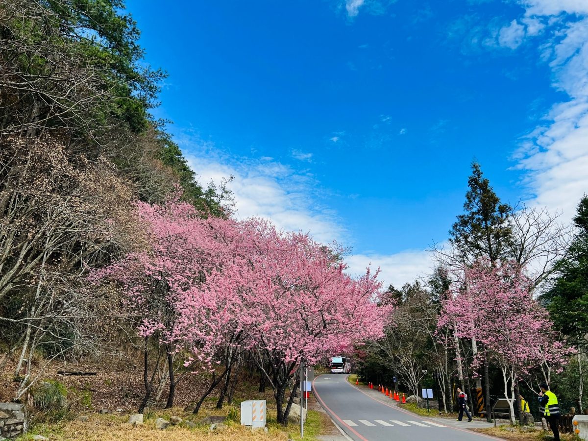 武陵櫻花季2/13開跑!管制時間、訂房開放時程整理