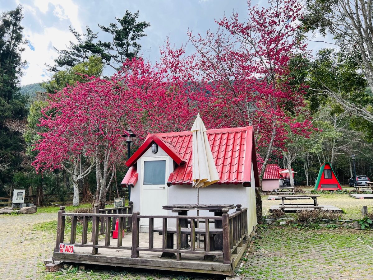 武陵櫻花季2/13開跑!管制時間、訂房開放時程整理