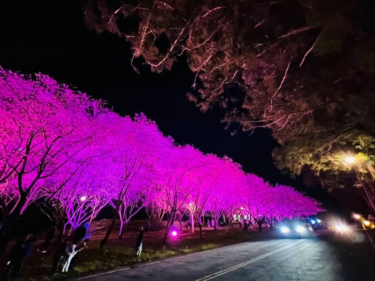 武陵櫻花季2/13開跑!管制時間、訂房開放時程整理