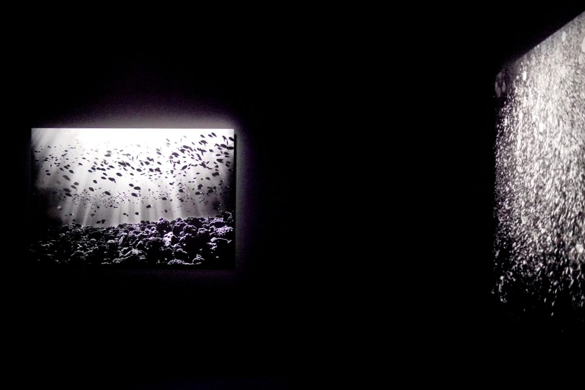 走進花與光影的魔幻裡：蜷川實花展台北華山登場，8大展區營造身處奇幻迷航的神秘愉悅感