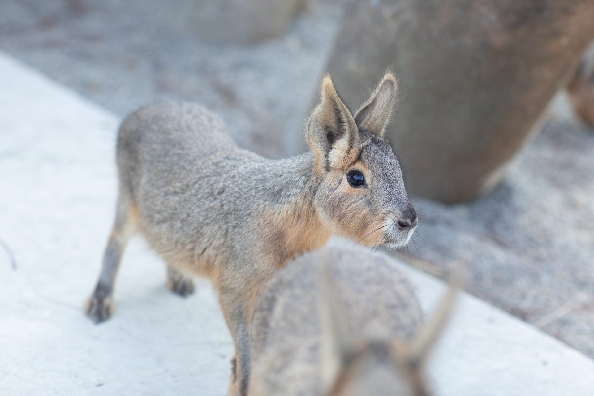 又一可愛動物園區可逛！高雄內門「野森動物學校」試營運，打造以動物為師的沉浸式觀看體驗