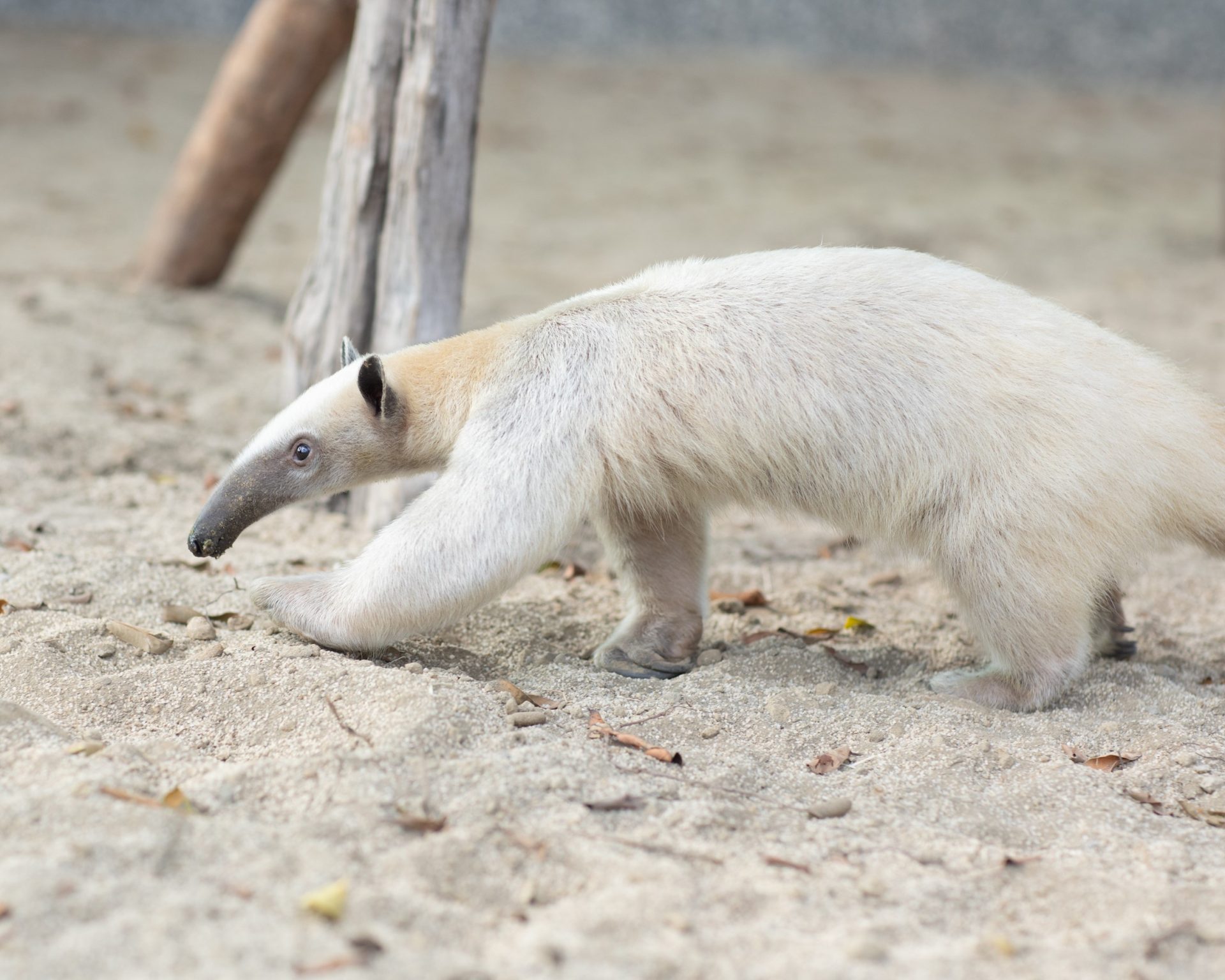 又一可愛動物園區可逛！高雄內門「野森動物學校」試營運，打造以動物為師的沉浸式觀看體驗