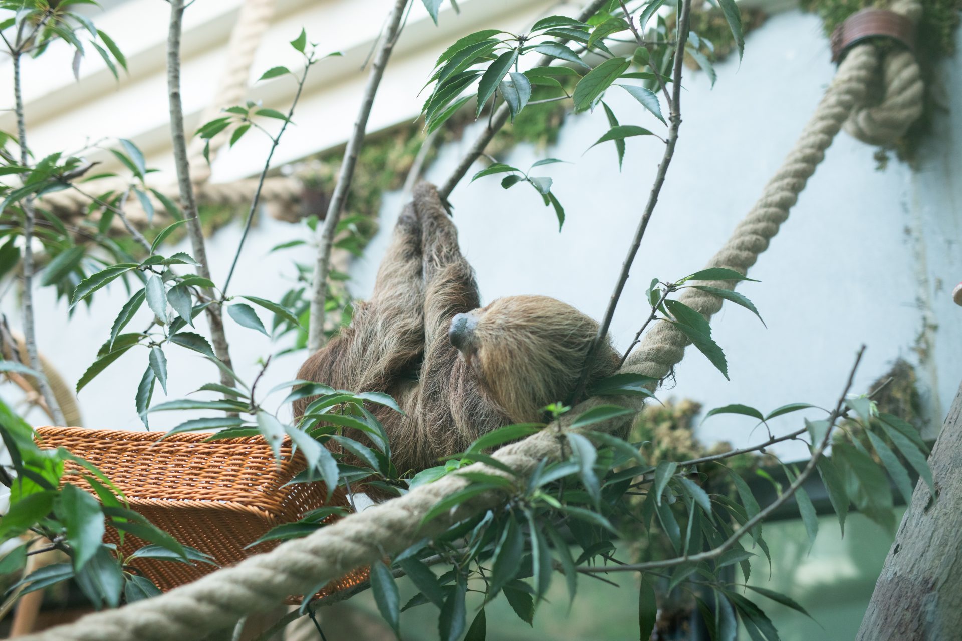 又一可愛動物園區可逛！高雄內門「野森動物學校」試營運，打造以動物為師的沉浸式觀看體驗