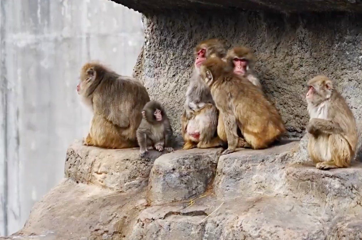 日本獼猴Punch的融入猴群之路！即使面對生活上的難處與困境，也要像日本的小Punch一樣勇往直前